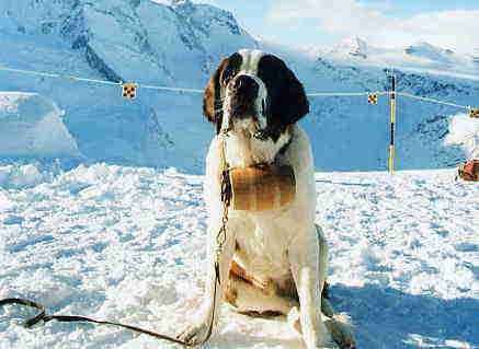 �Z���g�o�[�i�[�h