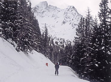 �V�����h�~���O