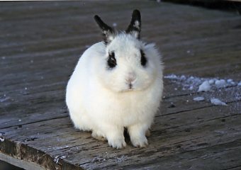 �p���_�E�T�M