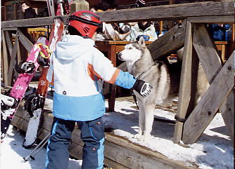 �h���S���o���[�F�n�X�L�[