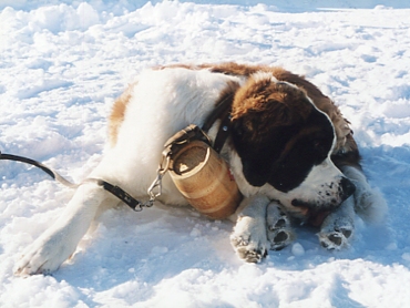 �Z���g�o�[�i�[�h