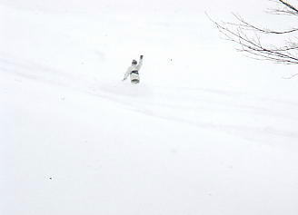 �X�L�[�ʐ^�F�z���C�g�o���[