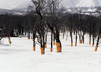 �X�L�[�ʐ^�F�O�����f�R