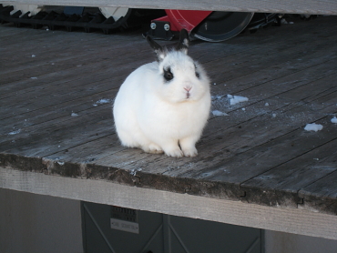 �p���_�E�T�M