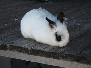 �p���_�E�T�M