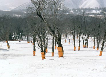 �O�����f�R