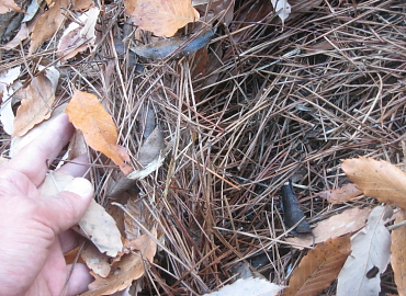 �����t�X�L�[