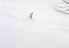 �z���C�g�o���[