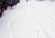 �z���C�g�o���[