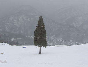 ���R����