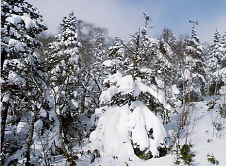 �Ԓ�����X�L�[��