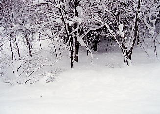 ������V�[�T�C�h�o���[