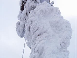 ���i�΃o���C�F���т̂�����