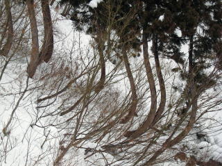 �}�E���e���p�[�N�Ó�