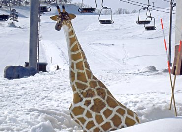 �W���l�X�I��