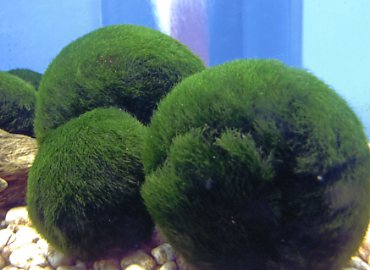 �����΁@�܂��