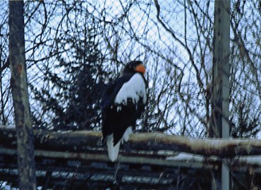 �I�W�����V