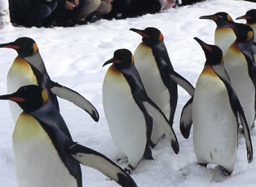 ���R������