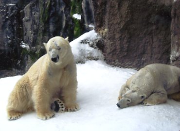 ���R������