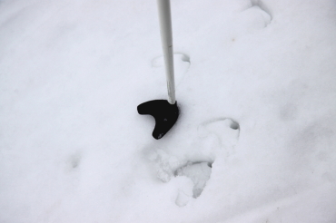 ノルディックスキー