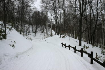 ノルディックスキー