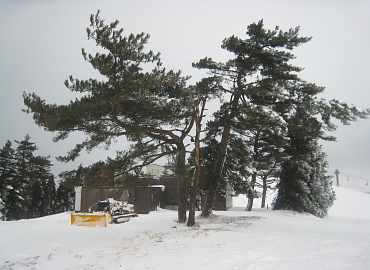 ���َR�X�L�[��