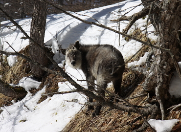 ��ԎR�@��������