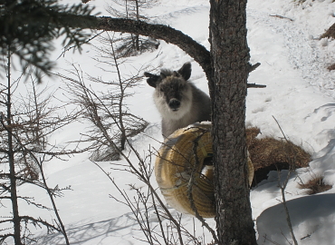 ��ԎR�@�J���V�J