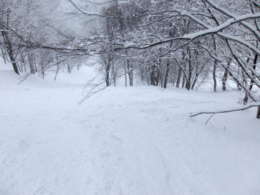 斑尾ツリーラン