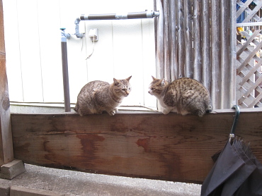 亀遊館の猫