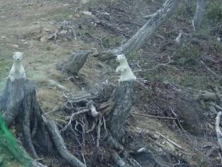 �h���S���h��