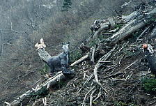 �h���S���h��